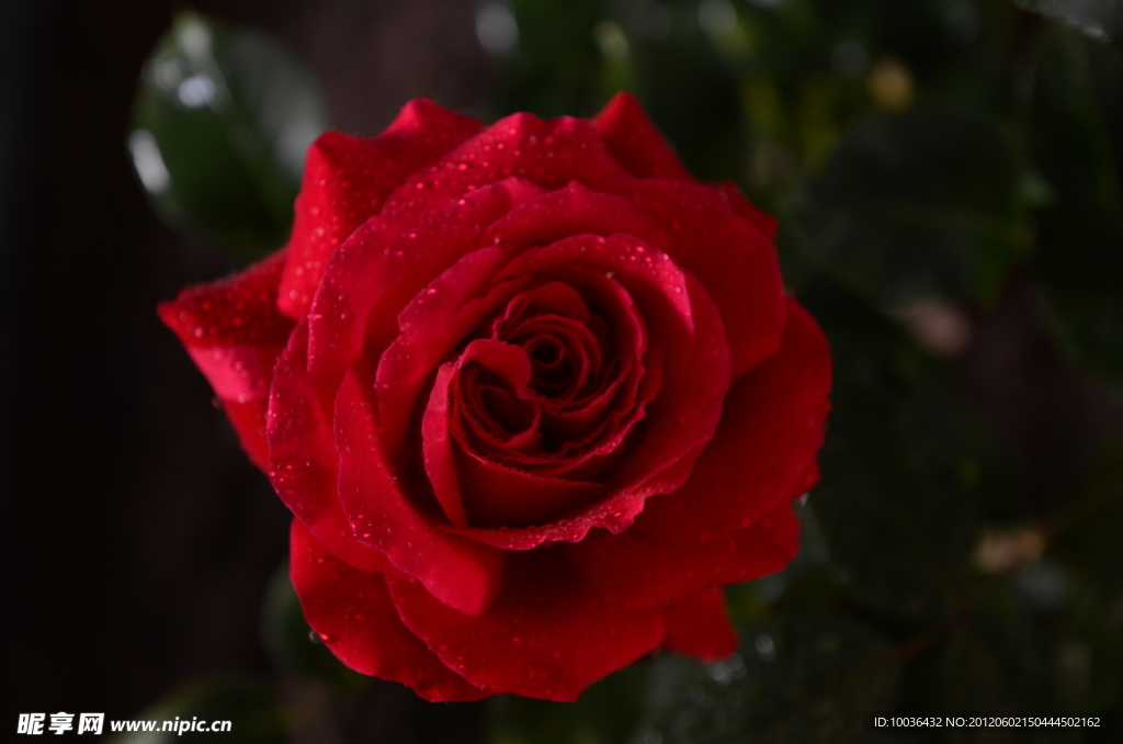 中国玫瑰 红玫瑰