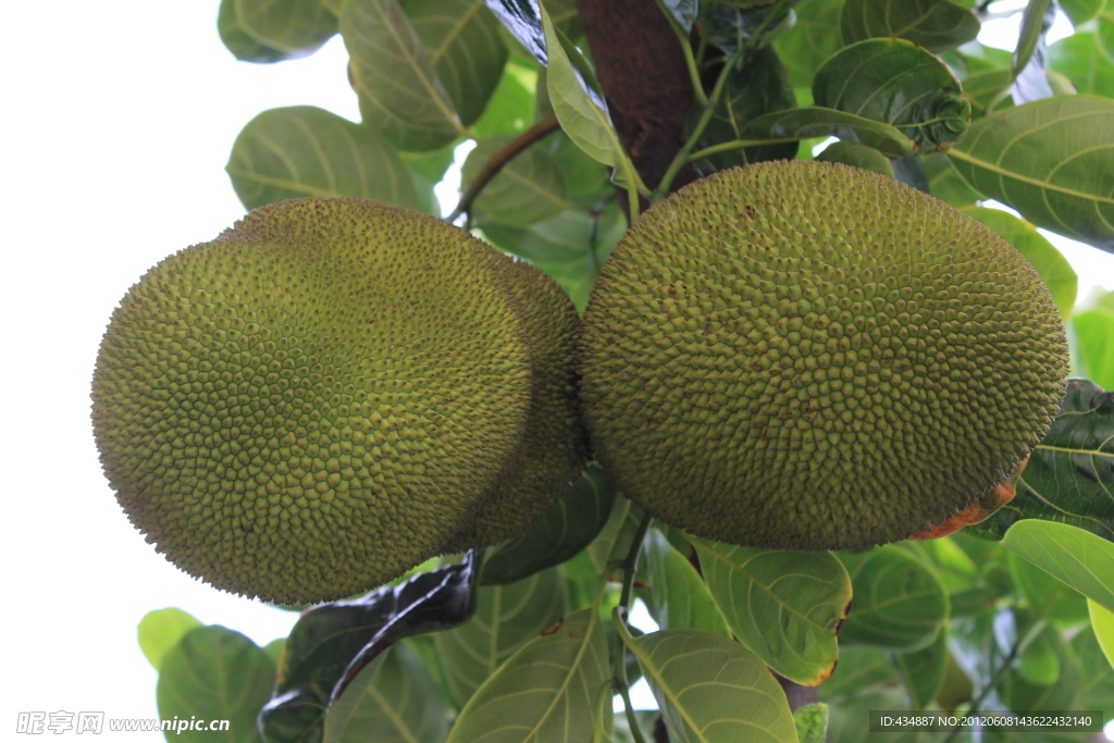 菠萝蜜 热带水果