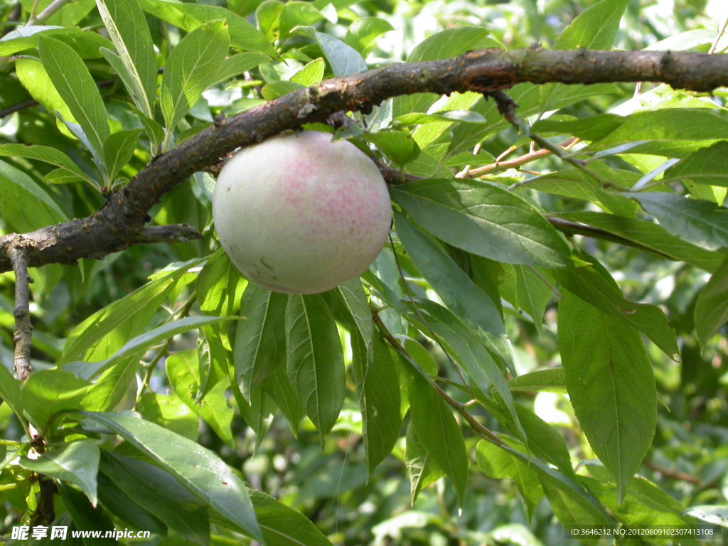 芙蓉李未成熟果实