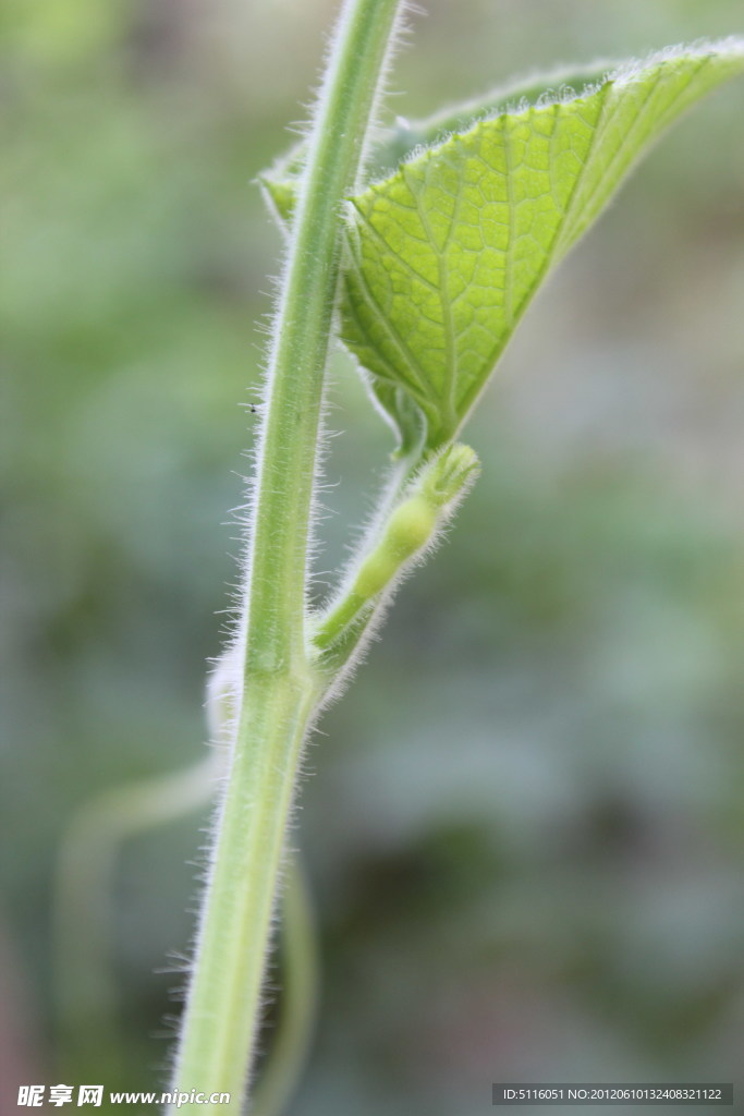 葫芦嫩芽