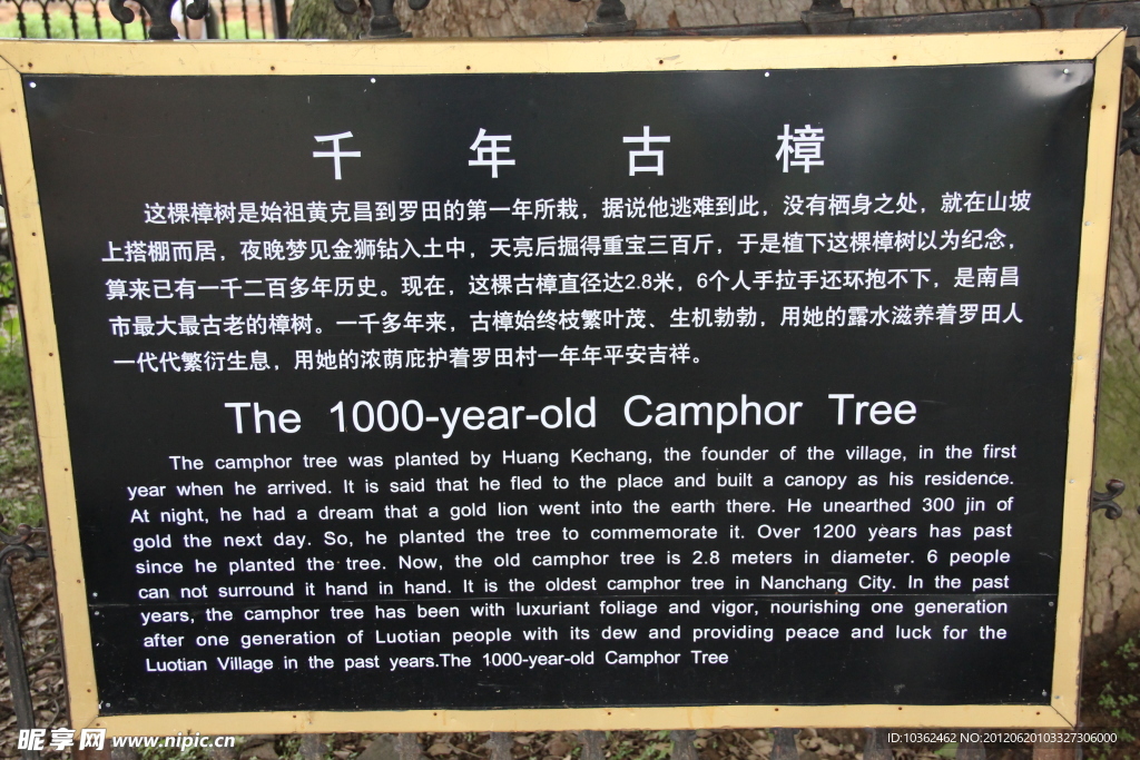 安义古村千年古樟