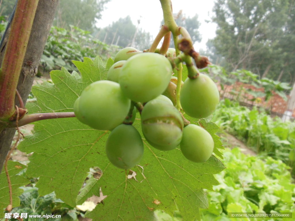 绿葡萄