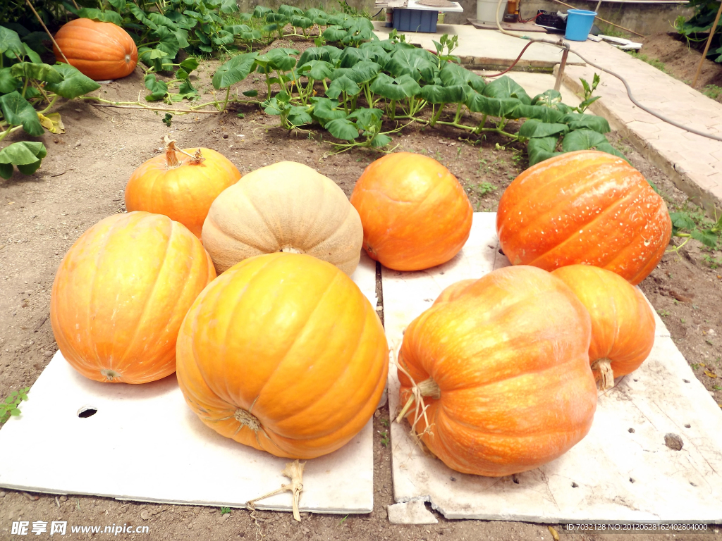 巨型大南瓜