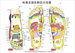 标准足部挂图