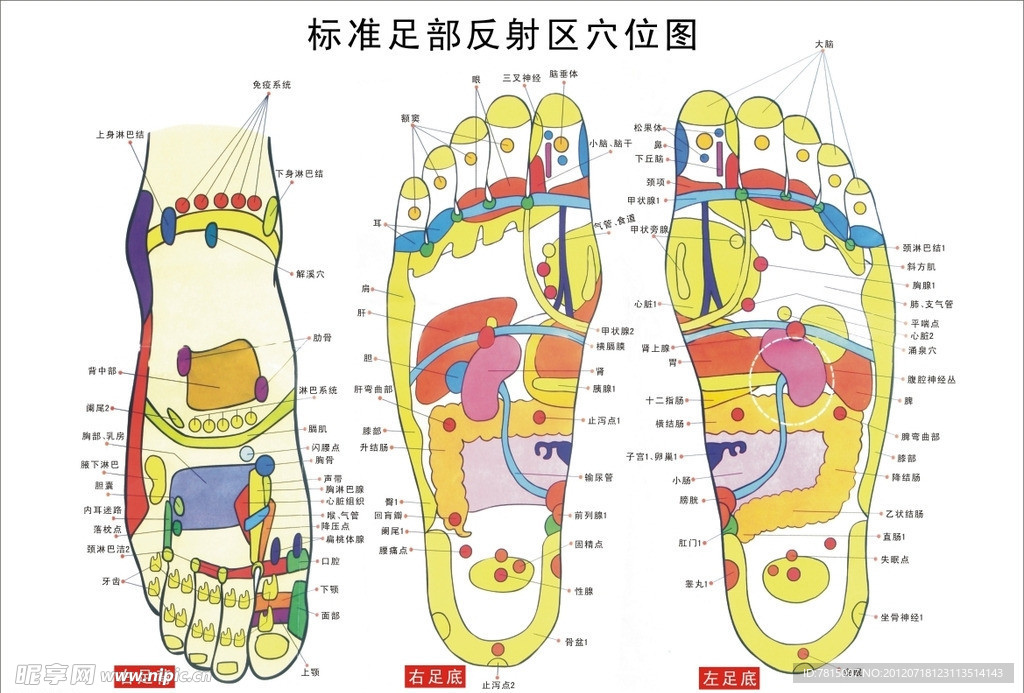 标准足部挂图