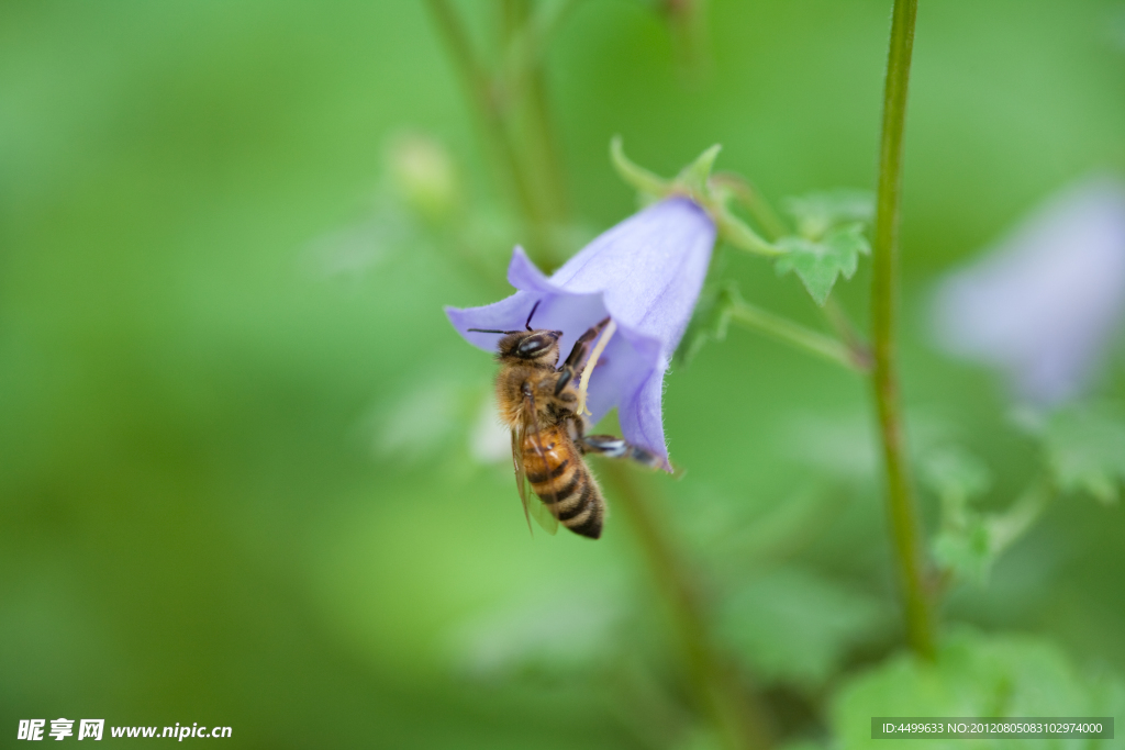 倒挂金钟 鲜花背景