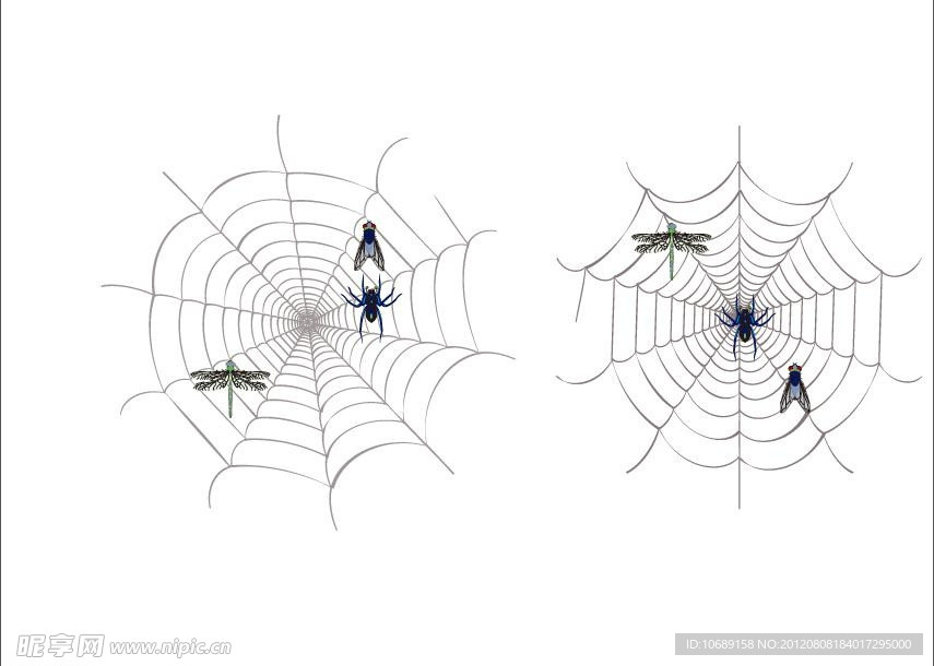蜘蛛网