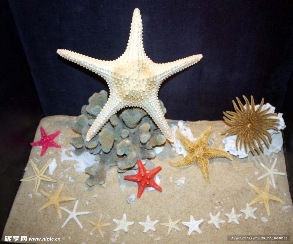 海星 贝壳