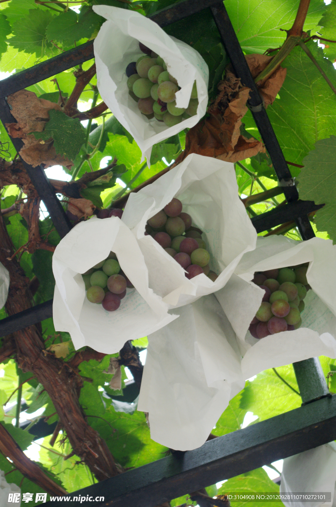 巨峰葡萄