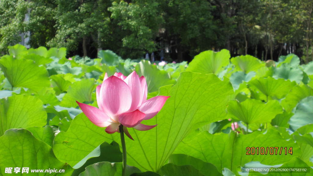 映日荷花别样红
