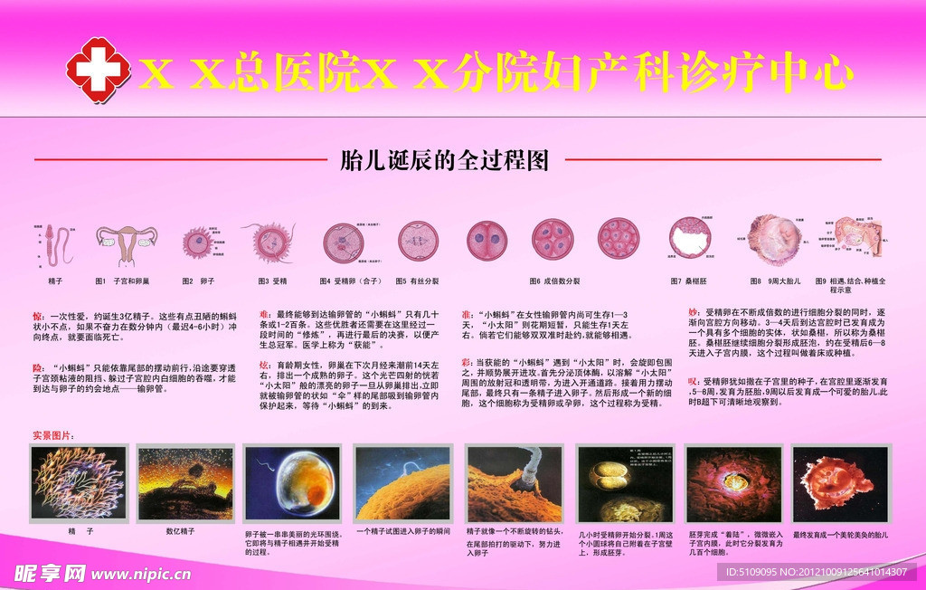 胎儿诞生全过程展板