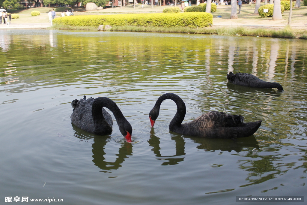 觅食的黑天鹅群
