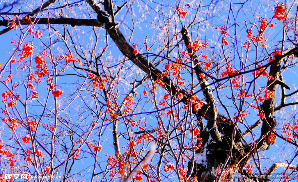 疑似梅花三月天