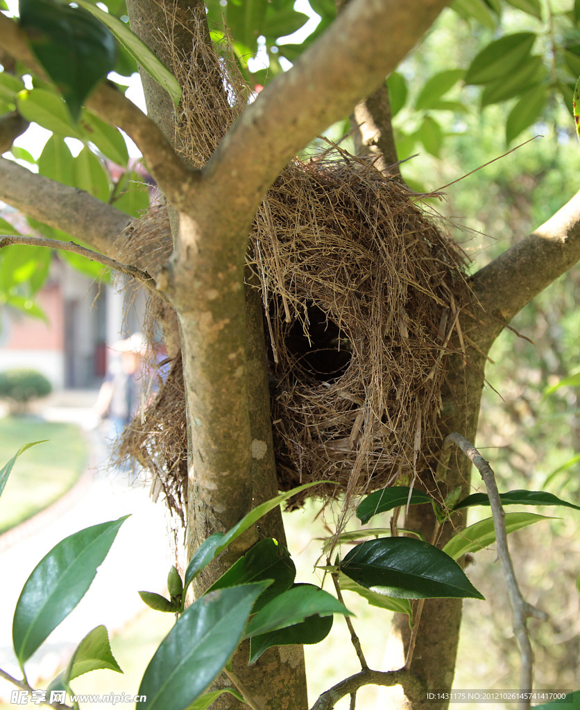 树枝 鸟窝