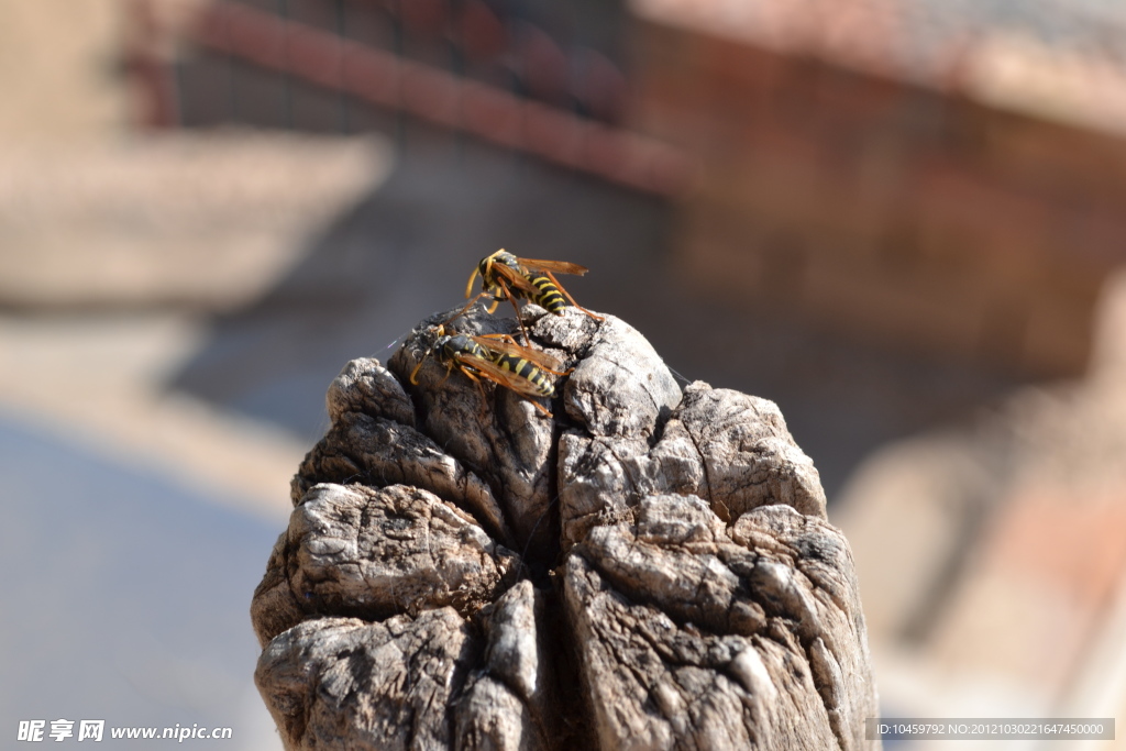 木桩上的马蜂