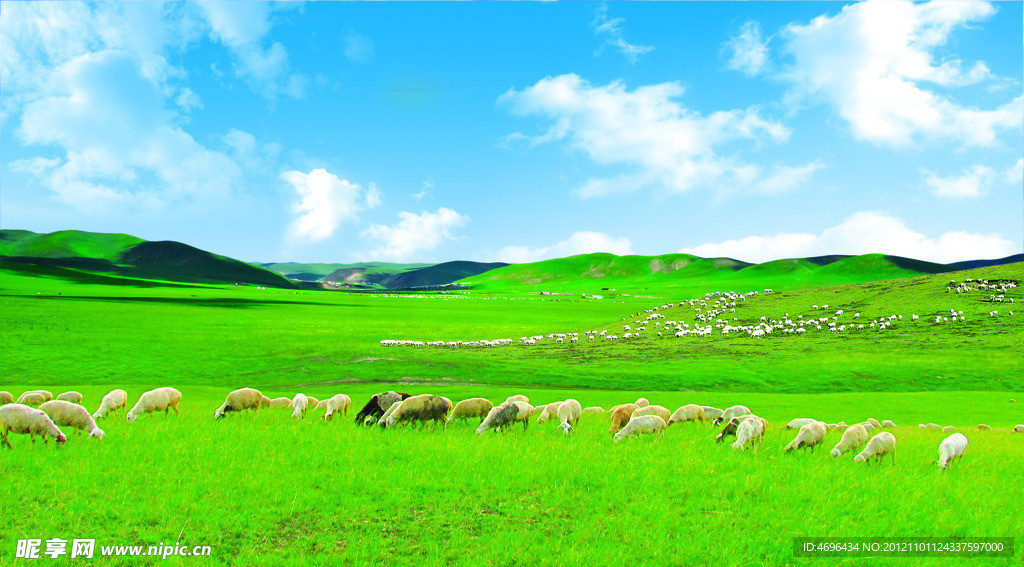 羊群和草原