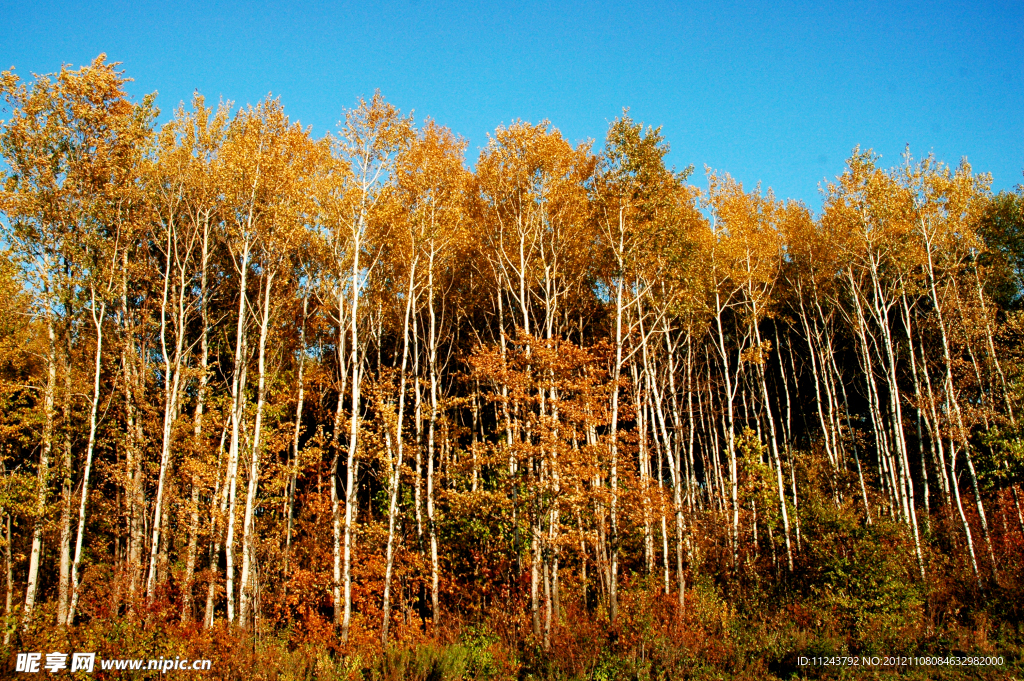 秋白桦林