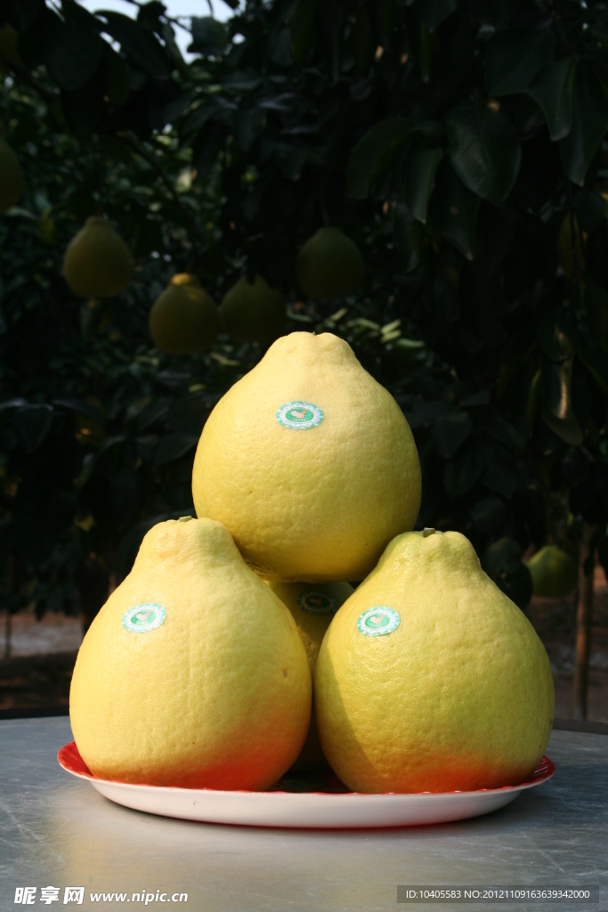 沙田柚 柚子 甜柚