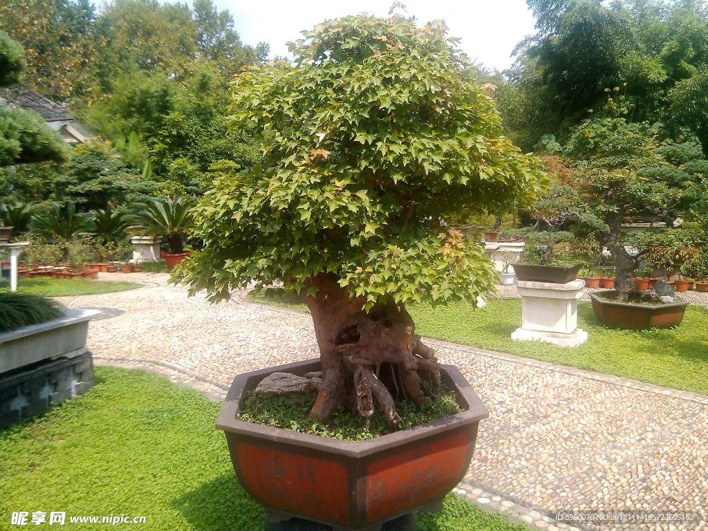 盆景(非高清)