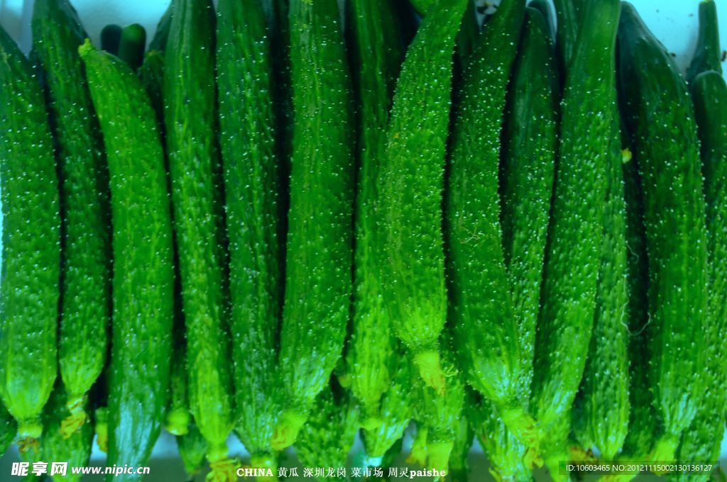 黄瓜 嫩黄瓜