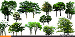绿化树木集