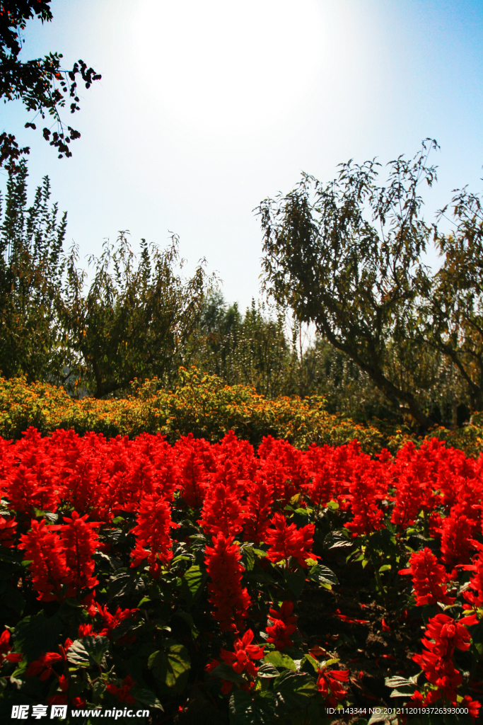 森林公园花卉树木