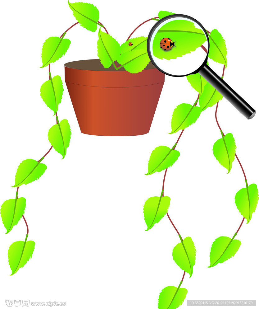 盆栽瓢虫 放大镜