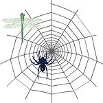 蜘蛛网