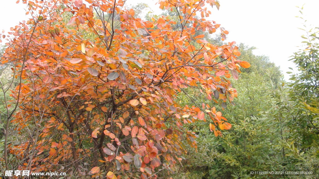 尧山龙潭峡红叶