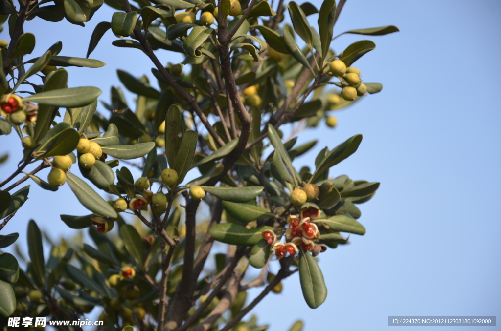 海桐的种子果