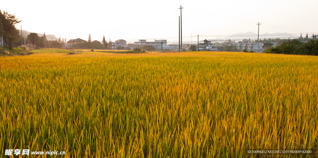 绍兴省道边的稻田