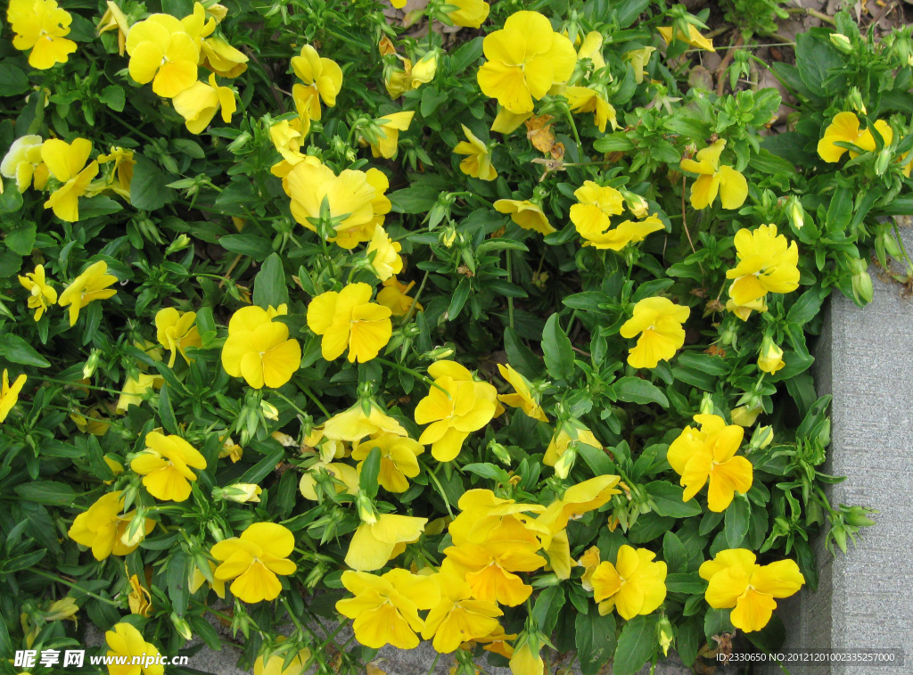 小黄花摄影图片