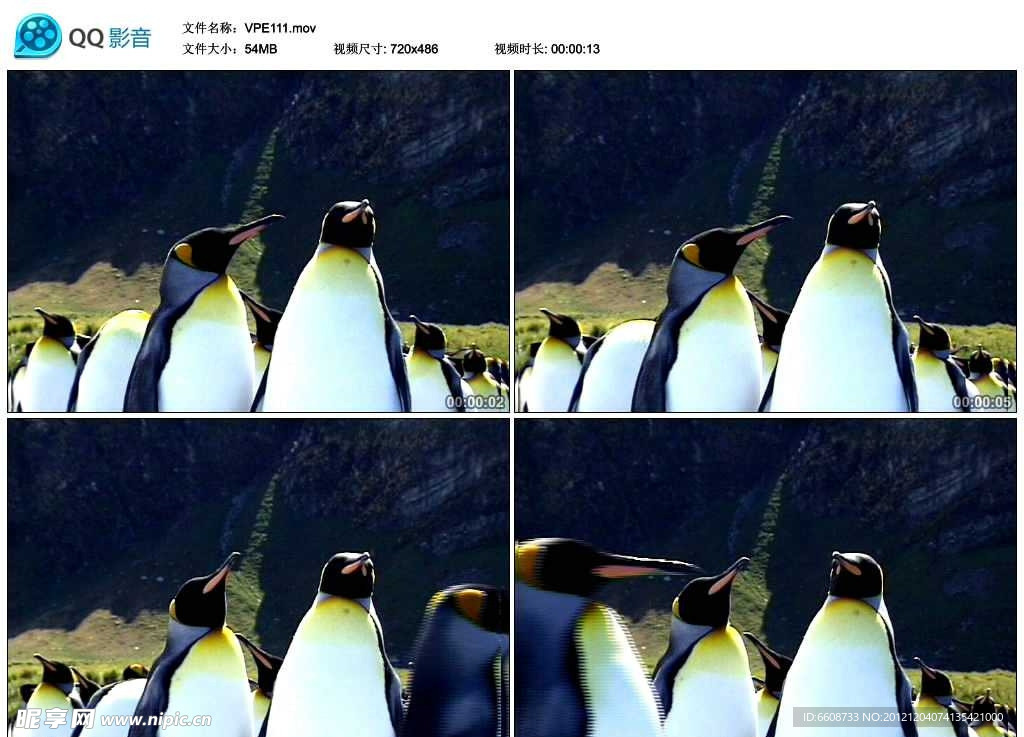 南极企鹅动物视频实拍素材