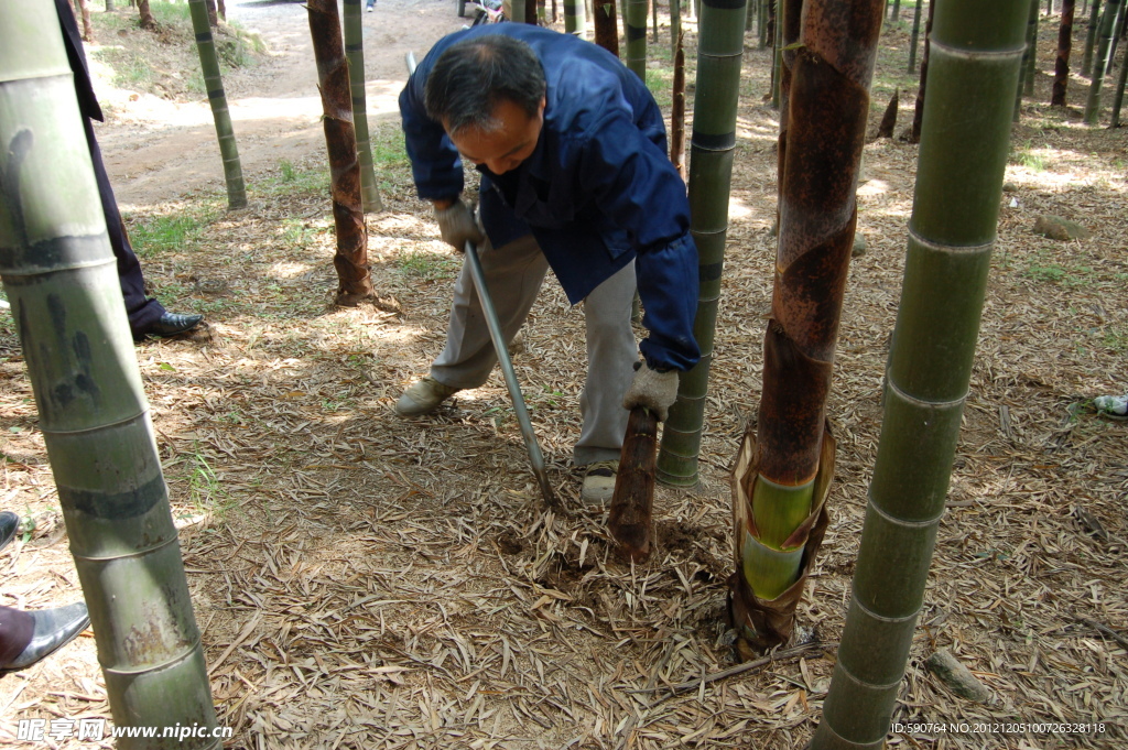 笋农辛勤挖笋