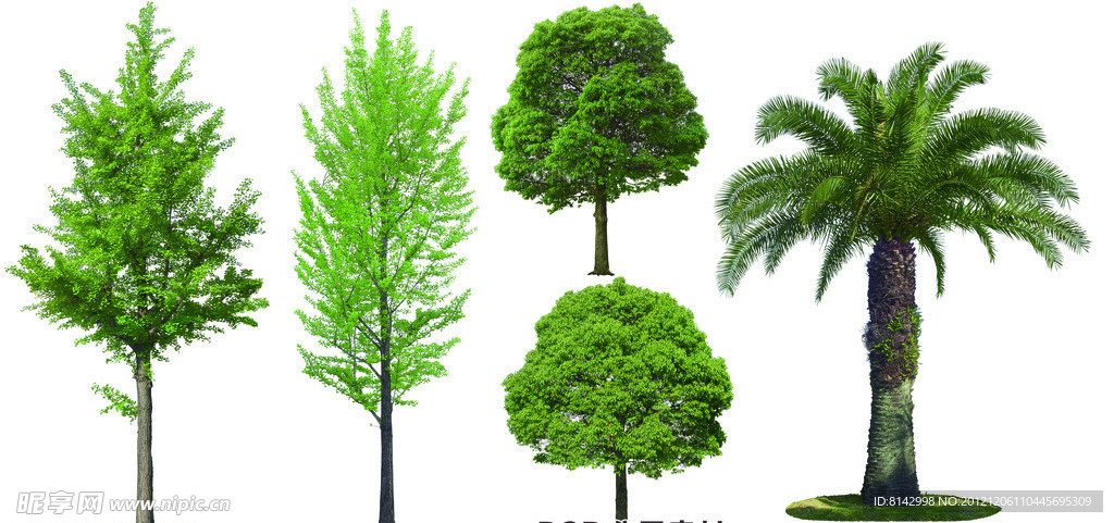 银杏树樟木长叶刺葵