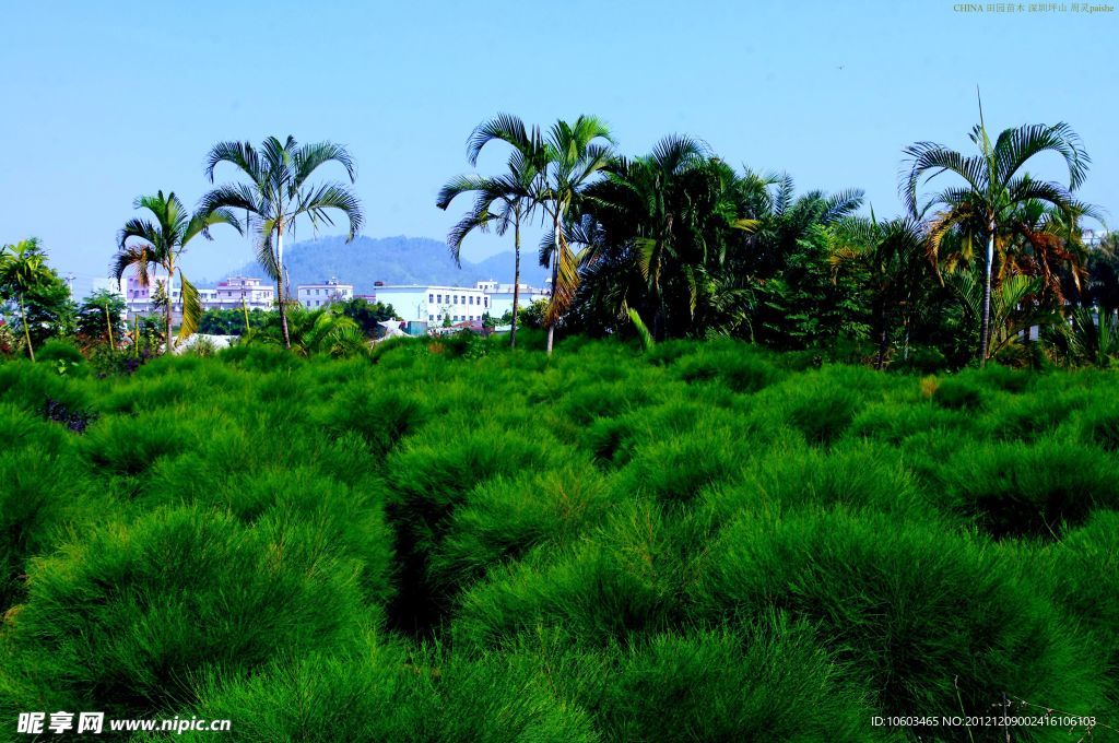 马尾松 园林苗木
