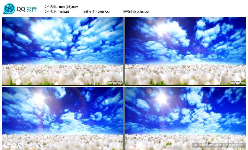 美丽郁金香花园视频实拍素材