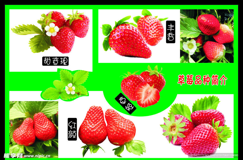 草莓品种介绍展板