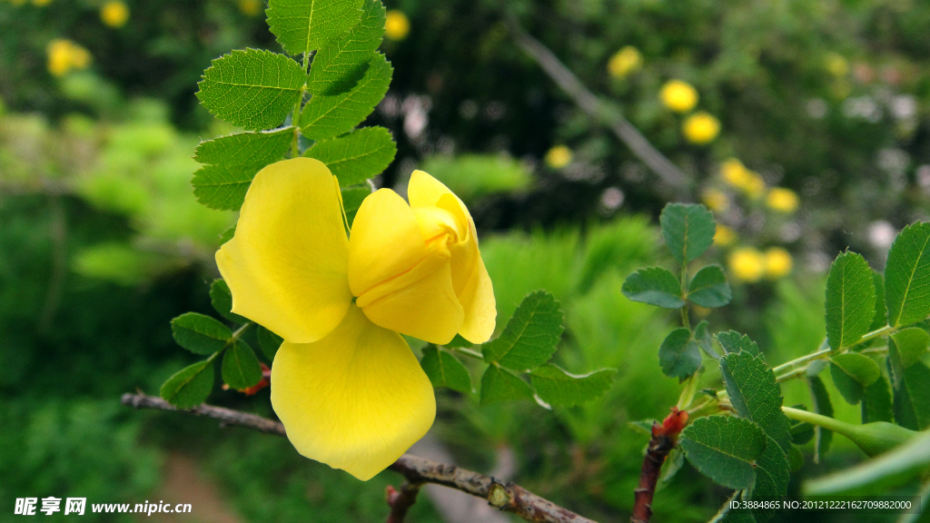 黄色花朵