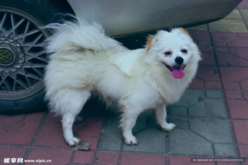 小白狗 家禽家蓄