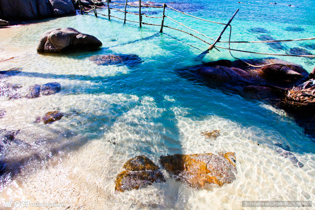 海边椰子树倒影