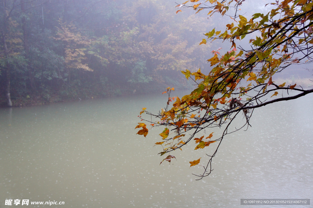 秋雨秋叶