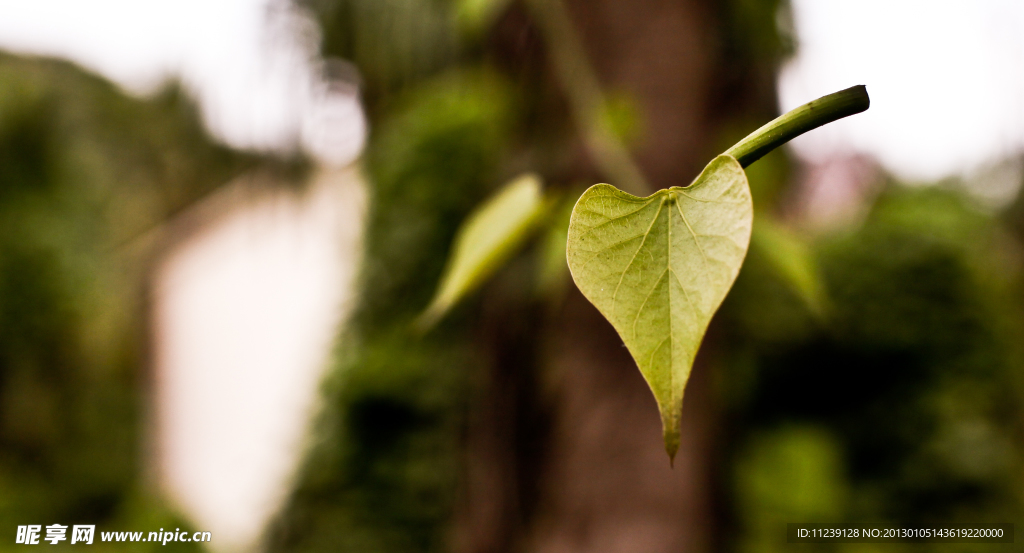 心形树叶