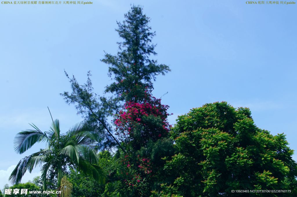 海滨绿树稍 花开半中腰