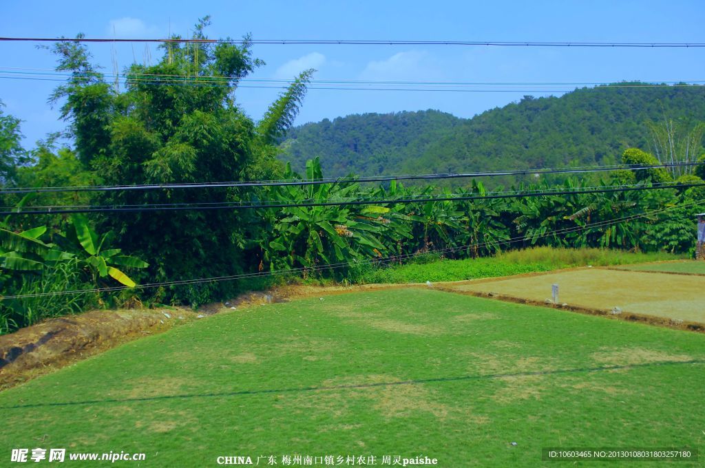 山水田园 谷种稻田