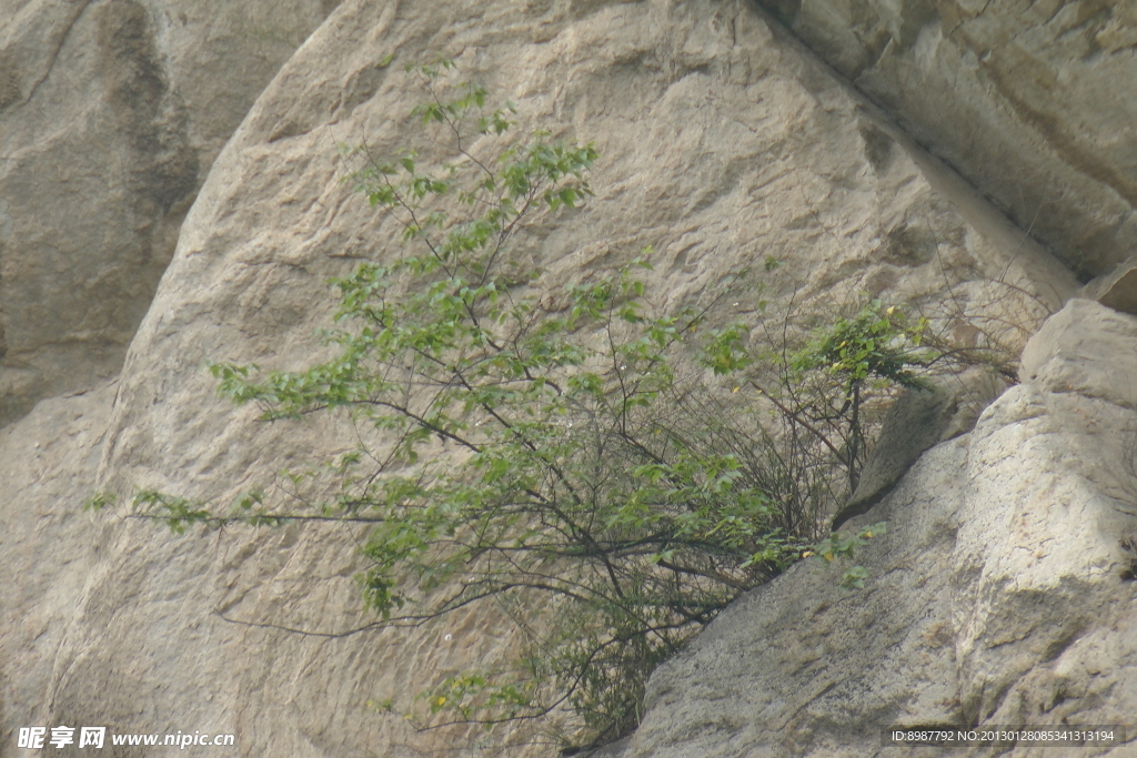 石缝中的小树