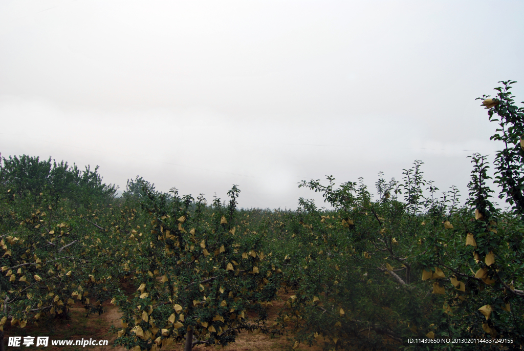 吉县苹果套袋的果园