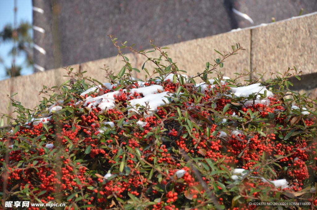 雪里火棘果
