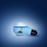灯泡里的金鱼