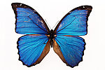 蓝色蝴蝶 凤蝶